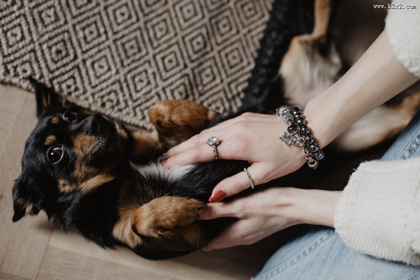 黑色的小狗图片大全