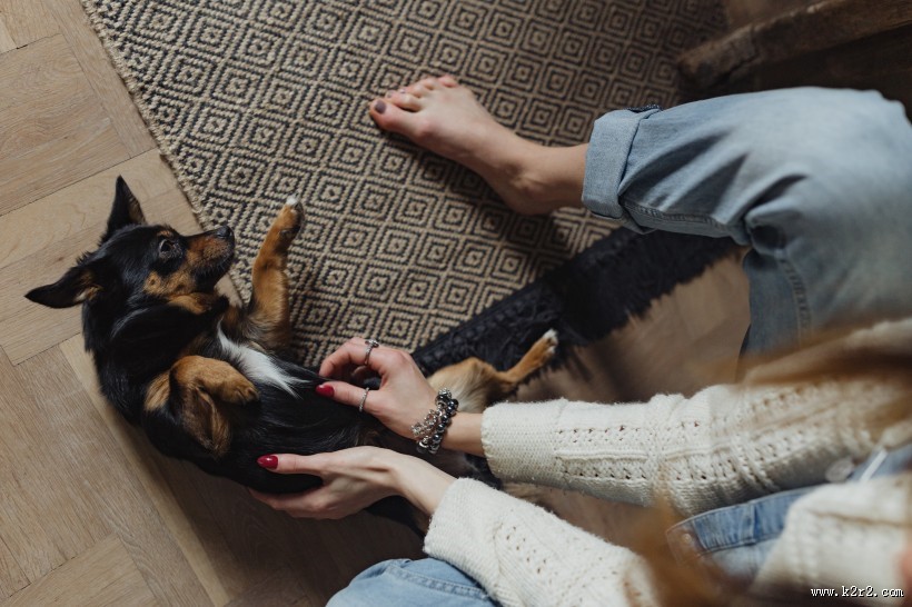 黑色的小狗图片大全