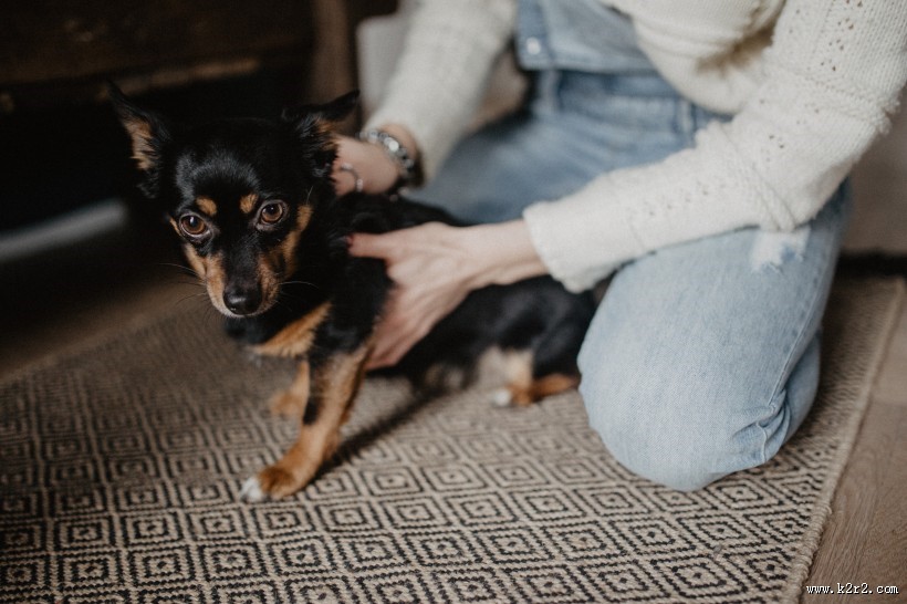 黑色的小狗图片大全