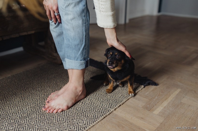 黑色的小狗图片大全