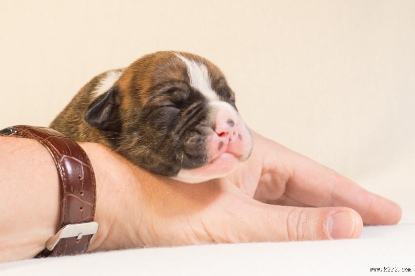 可爱的小奶狗图片