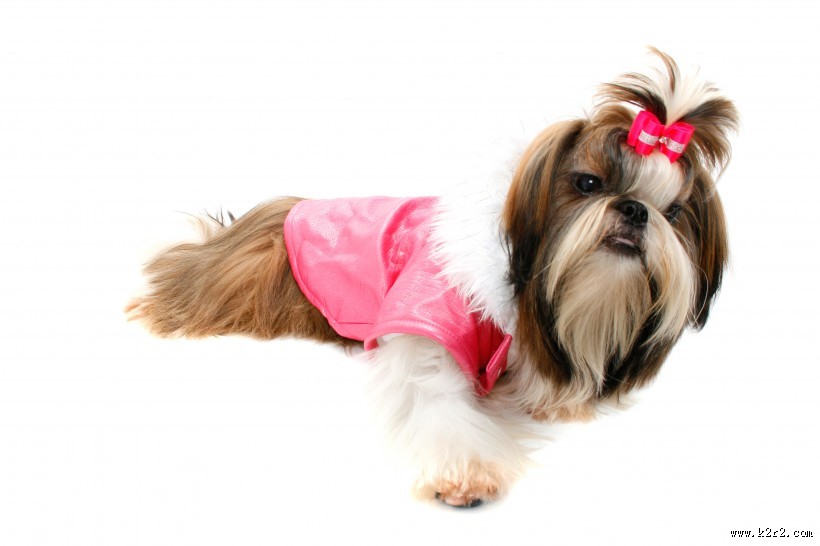 毛绒绒的西施犬图片