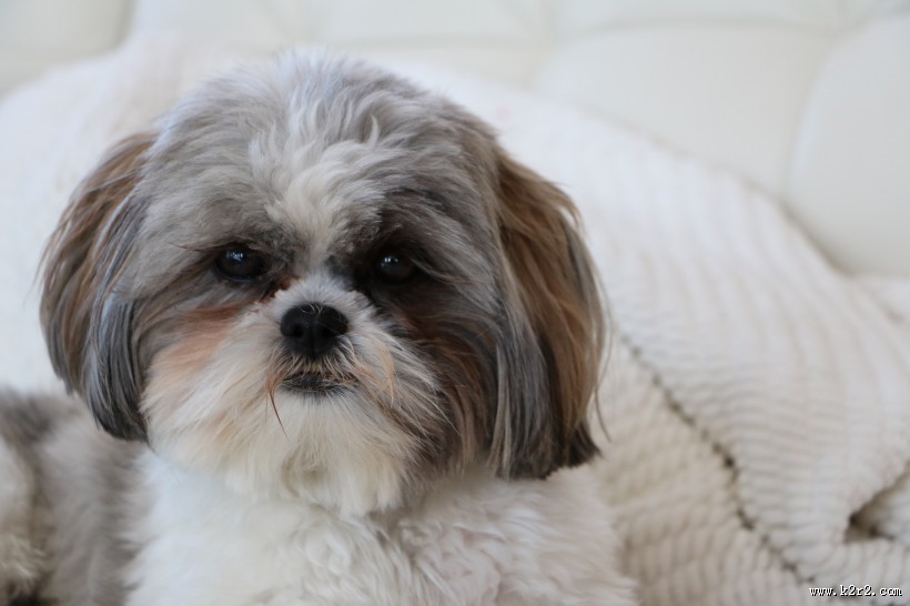 毛绒绒的西施犬图片