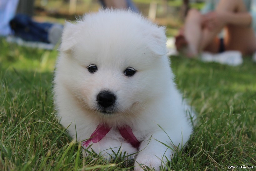 可爱的萨摩耶图片