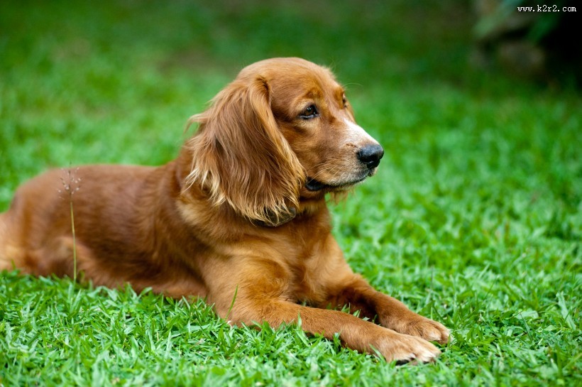 趴在地上的狗图片大全