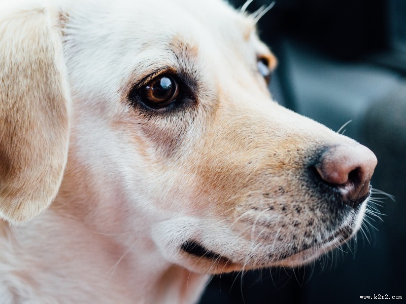 米白色拉布拉多犬图片