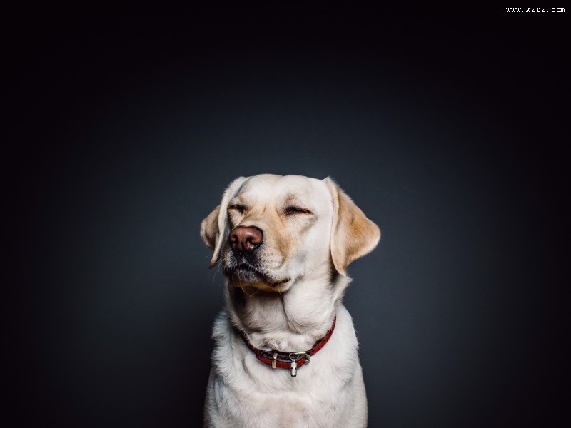 米白色拉布拉多犬图片