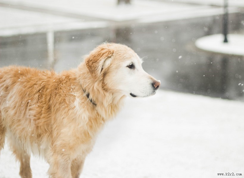 温顺的金毛犬图片大全