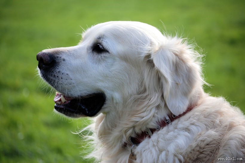 温顺的金毛犬图片大全