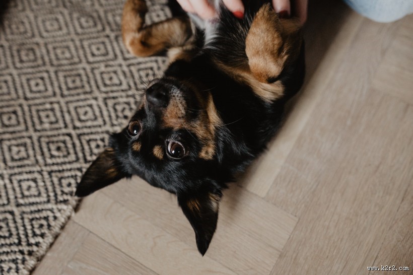 黑色的小狗图片