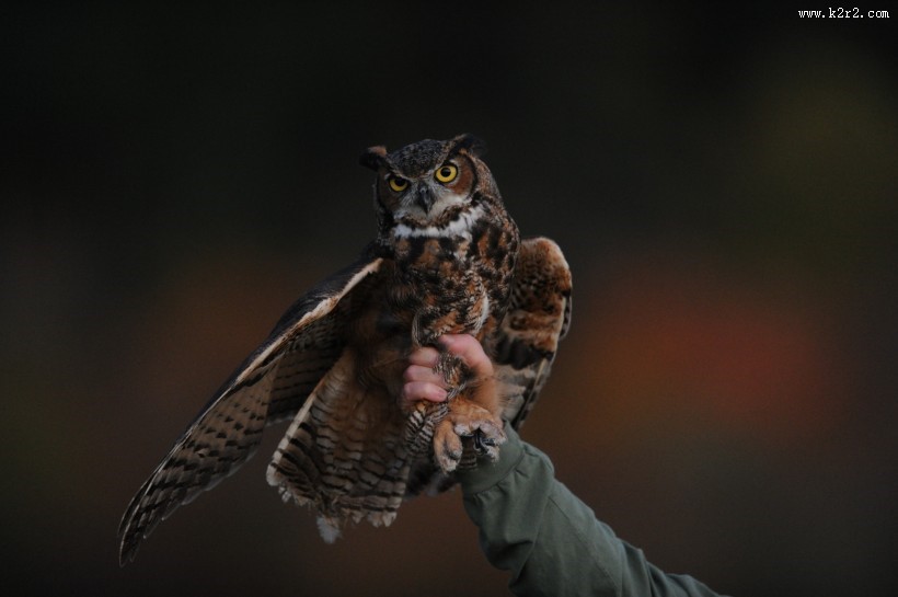 可爱的猫头鹰图片大全