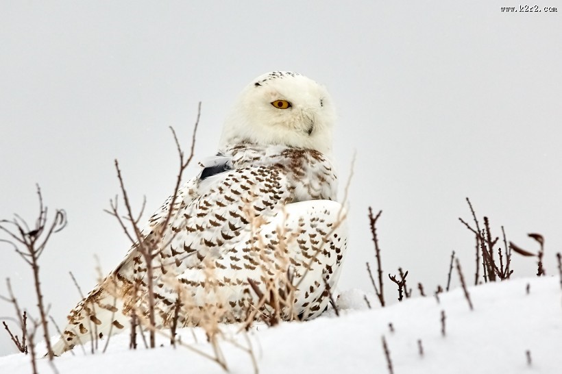 可爱的猫头鹰图片大全