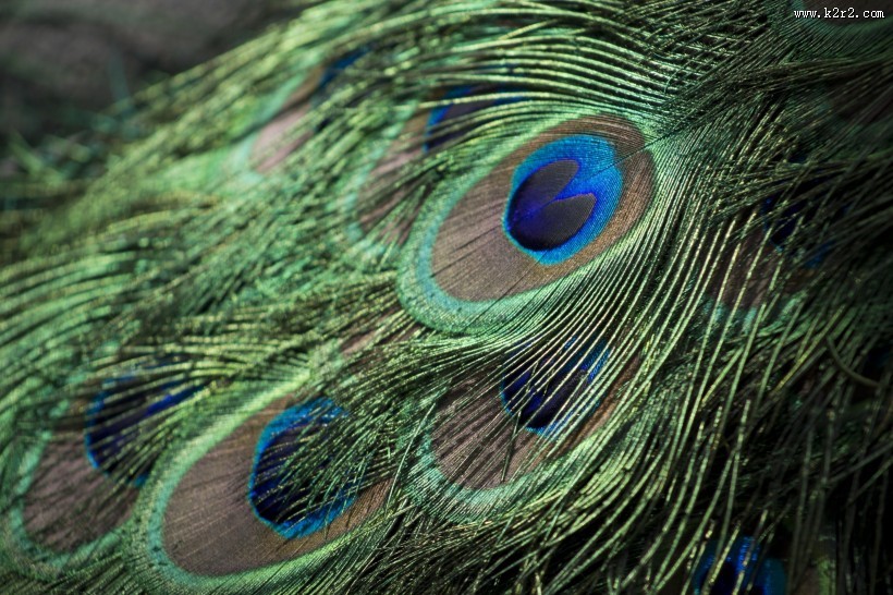 光鲜的孔雀羽毛图片大全