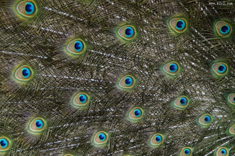 光鲜的孔雀羽毛图片大全
