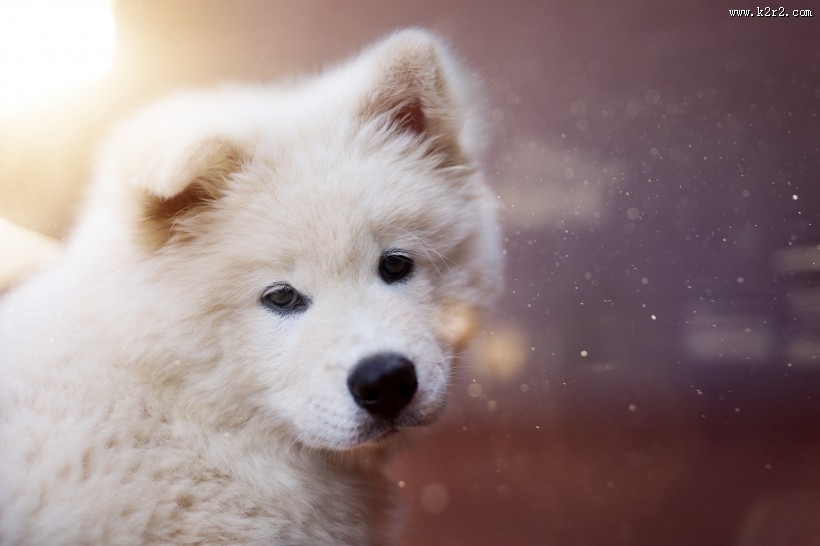 白色的小狗图片大全