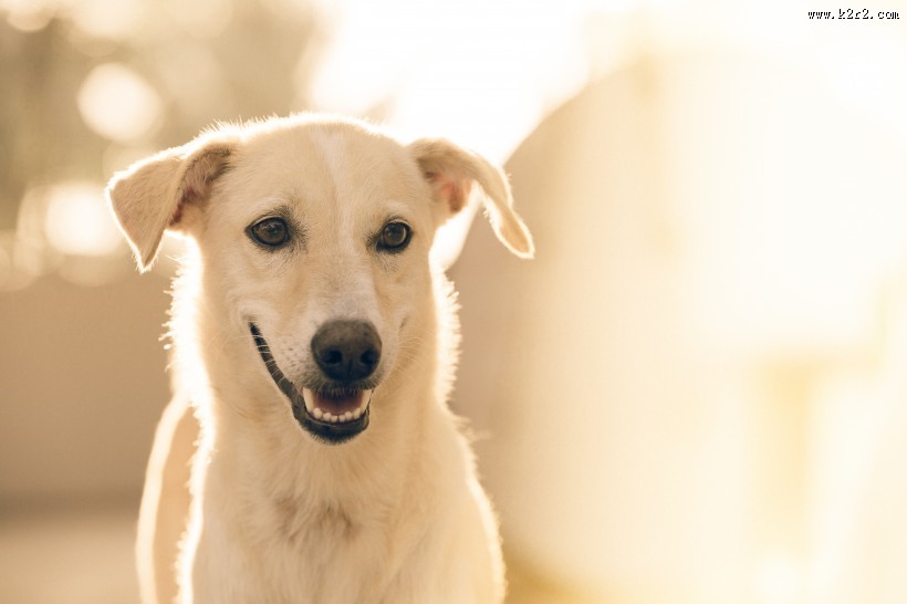白色的小狗图片大全