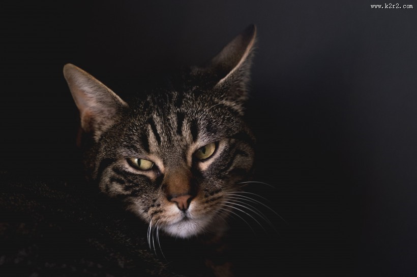 可爱的小猫图片