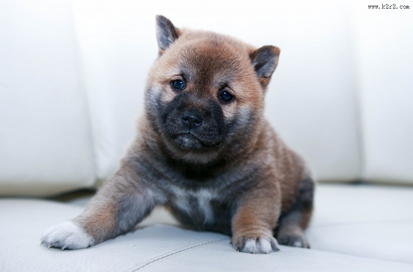趴着的宠物狗图片大全