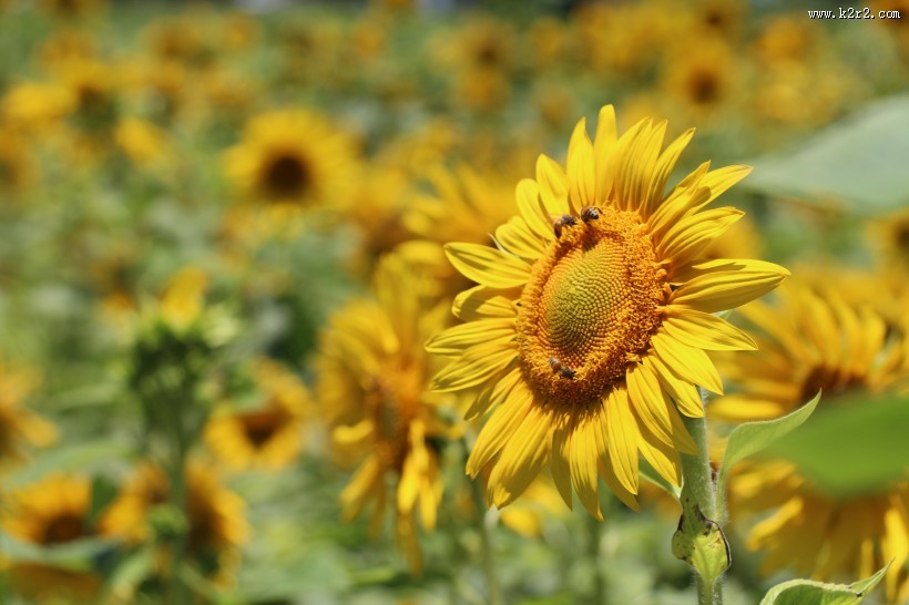 向日葵上的蜜蜂图片