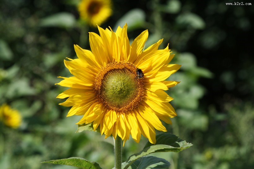 向日葵上的蜜蜂图片