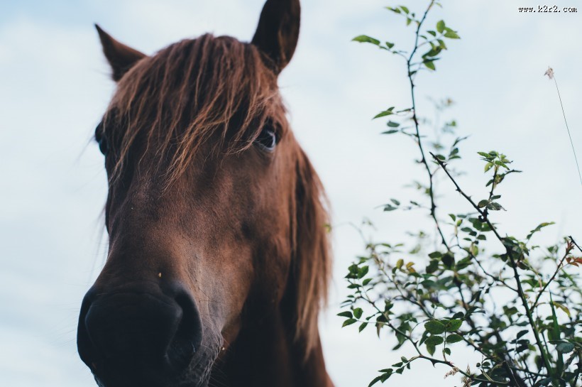 骏马的眼睛图片