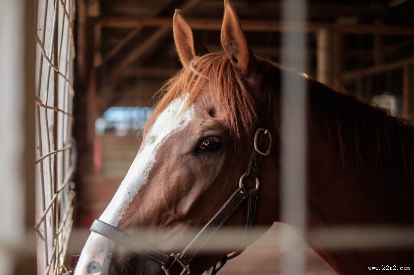 骏马的眼睛图片