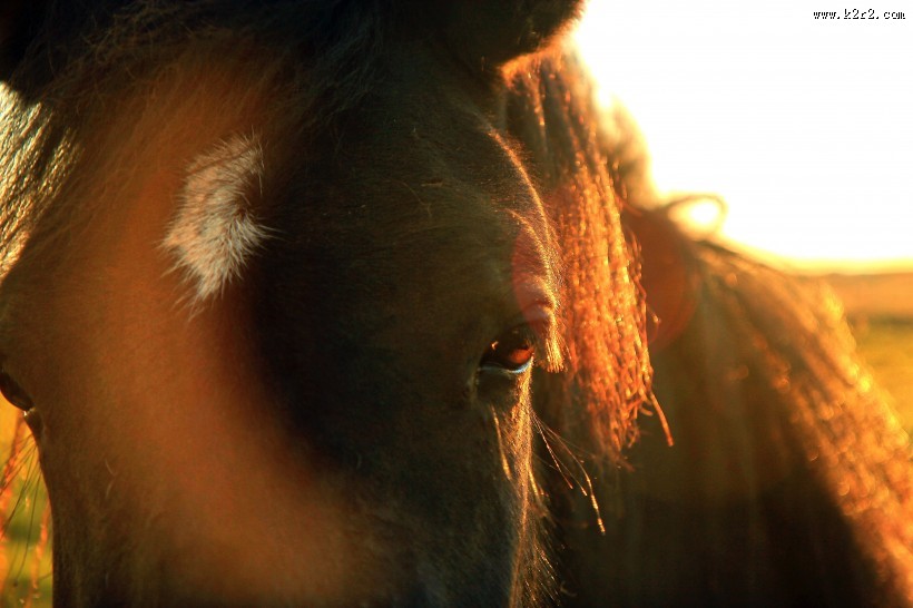 骏马的眼睛图片