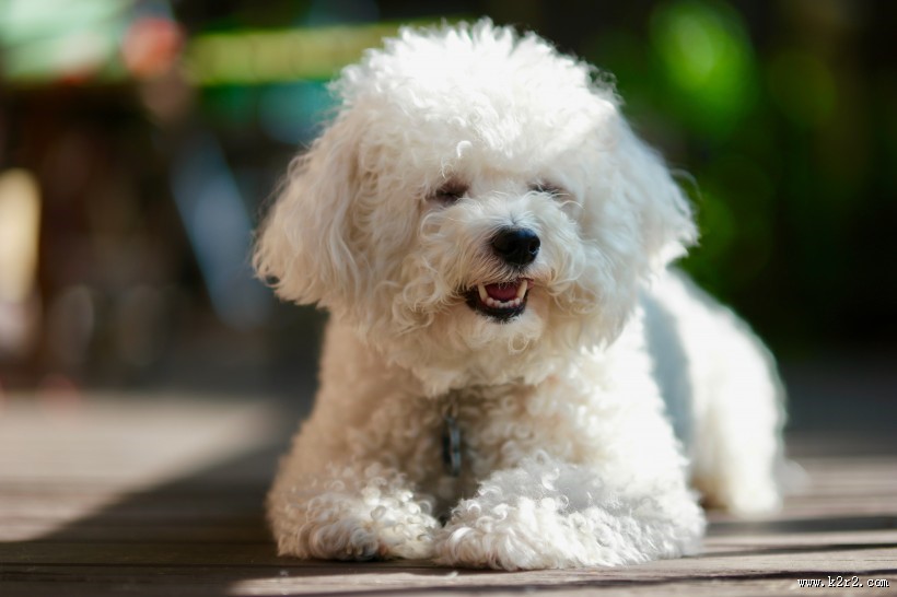 白色卷毛比熊犬图片