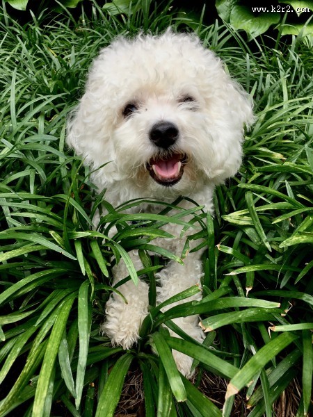 白色卷毛比熊犬图片