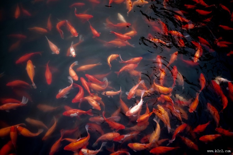 好看的观赏鲤鱼图片