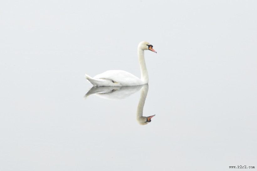 优雅的白天鹅图片
