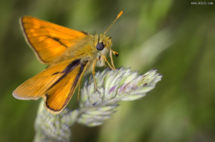 毛绒绒的飞蛾图片大全