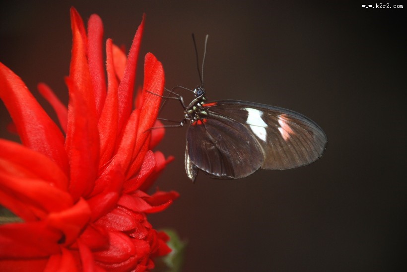 神秘的黑蝴蝶图片