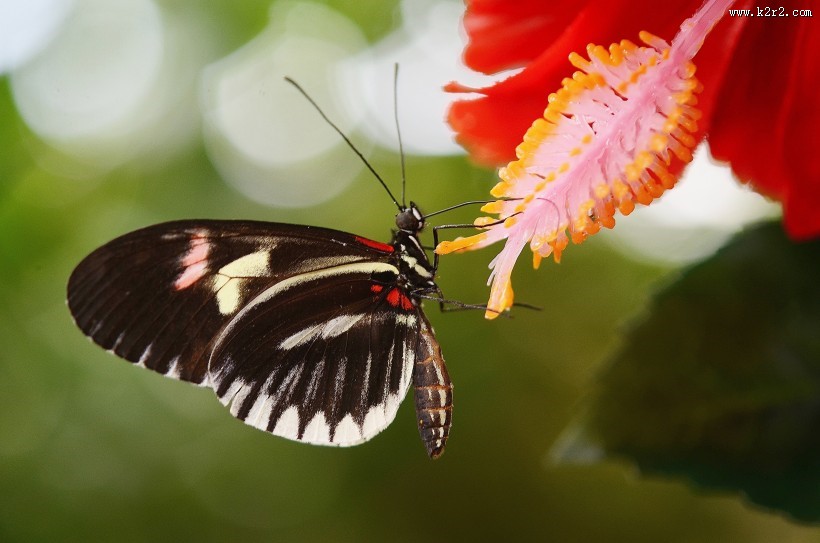 神秘的黑蝴蝶图片
