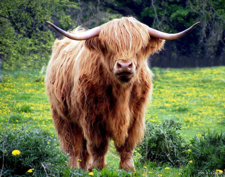 长着犄角的公牛图片