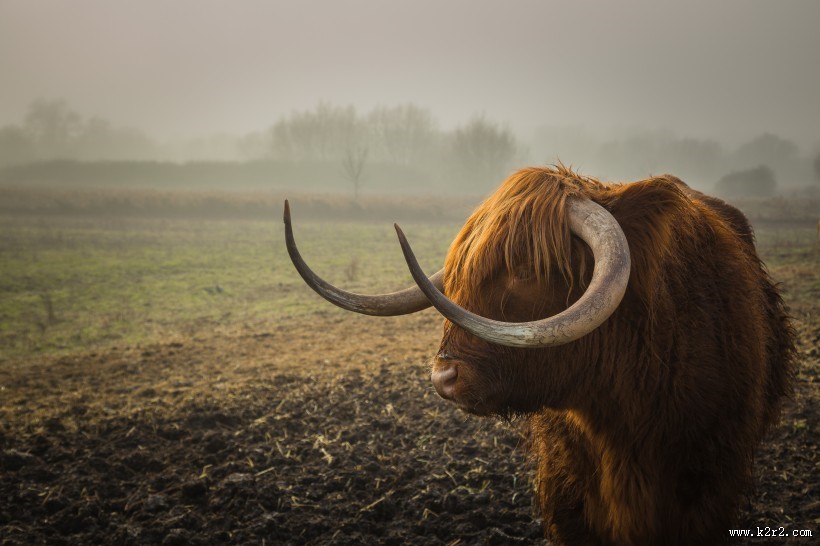 长着犄角的公牛图片