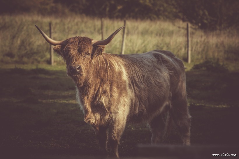 长着犄角的公牛图片