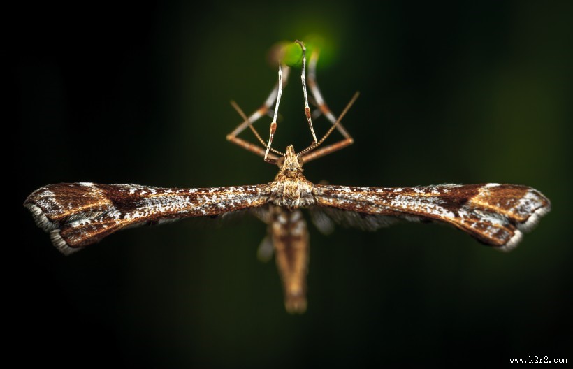 毛绒绒的飞蛾图片