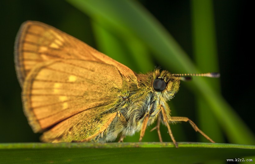 毛绒绒的飞蛾图片