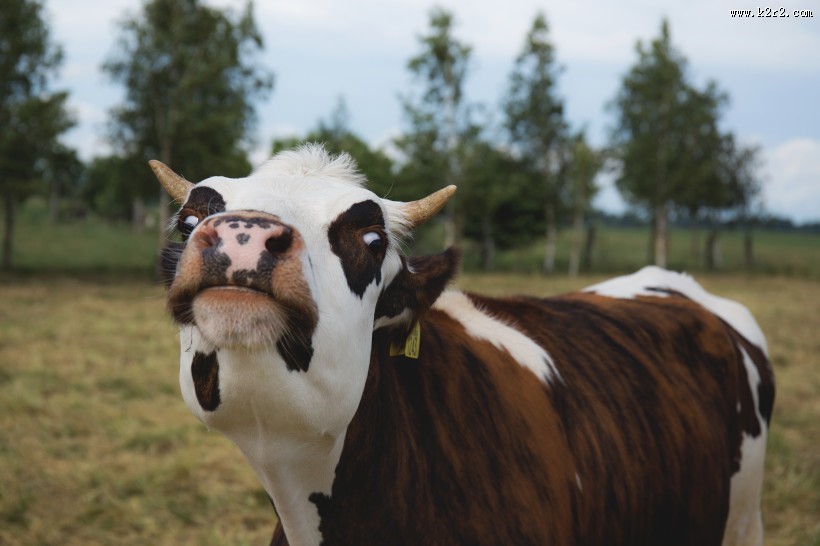 草地上的奶牛图片