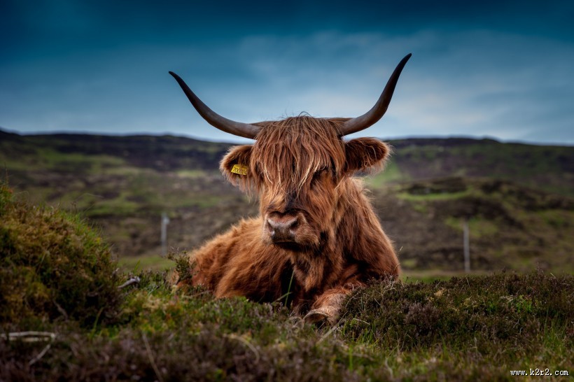 长着犄角的公牛图片