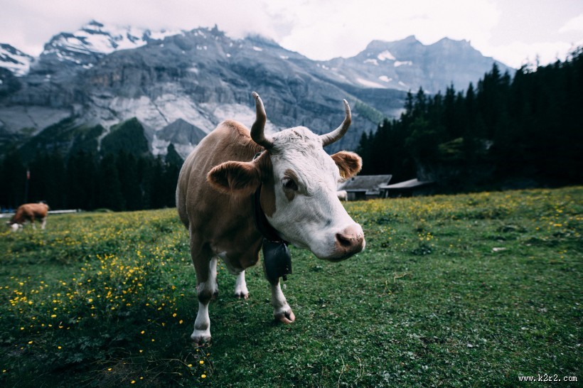 长着犄角的公牛图片