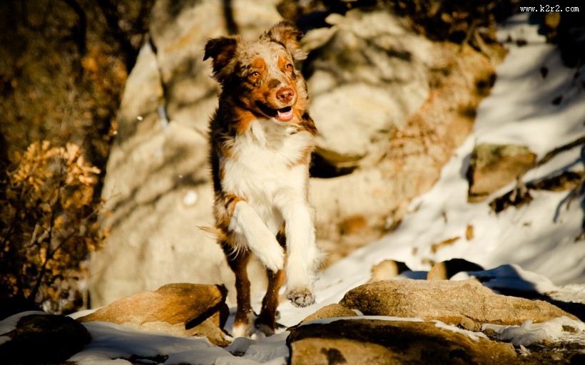 澳洲牧羊犬图片大全
