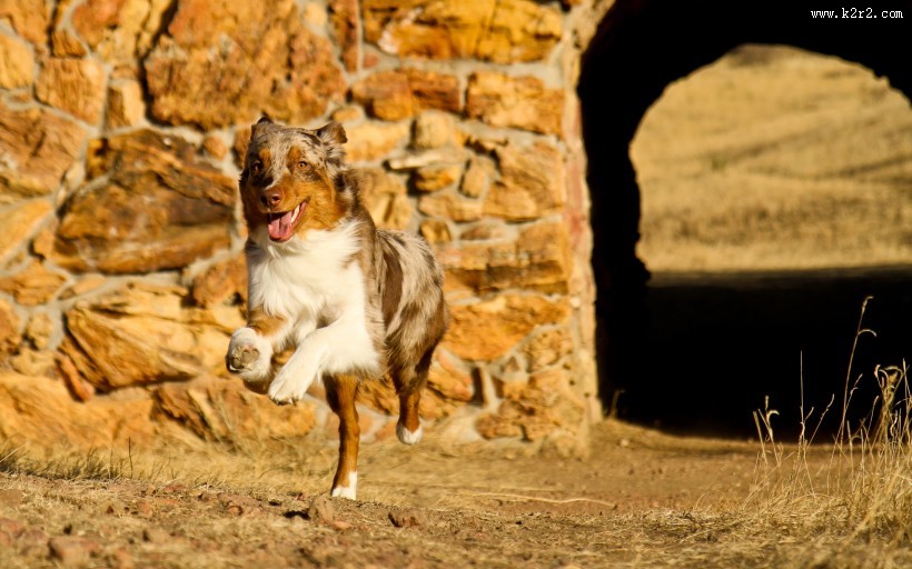 澳洲牧羊犬图片大全