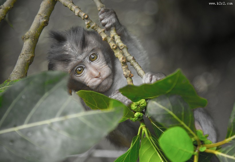 灰色的猴子图片
