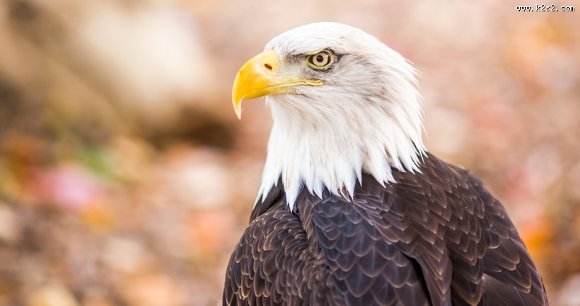 美国国鸟白头海雕图片大全