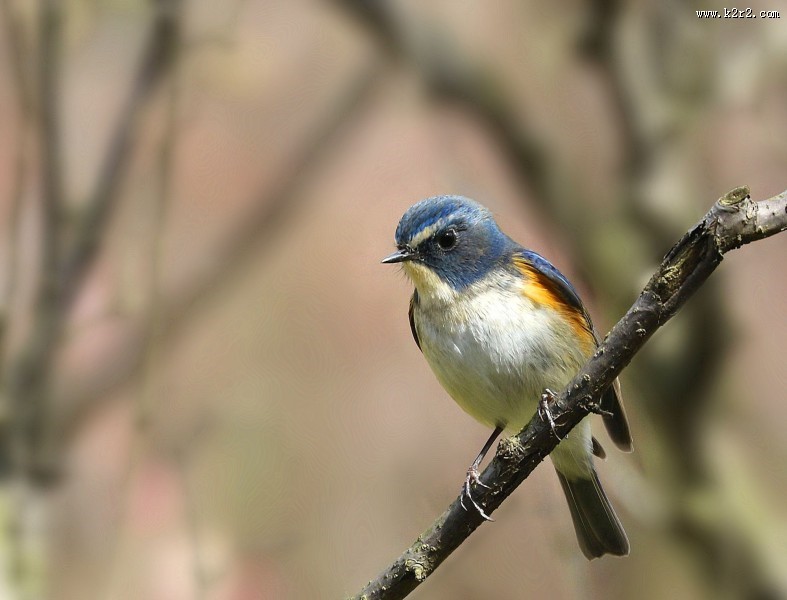 枝头上的红胁蓝尾鸲图片