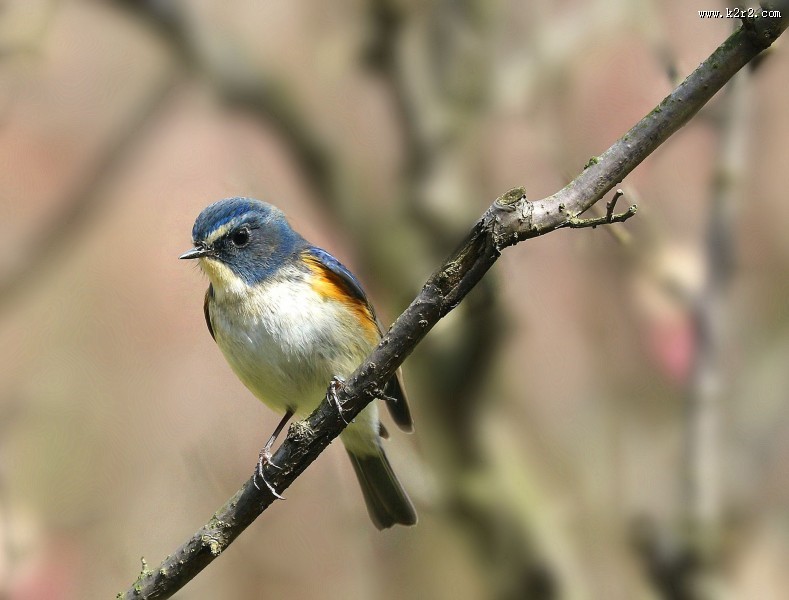 枝头上的红胁蓝尾鸲图片