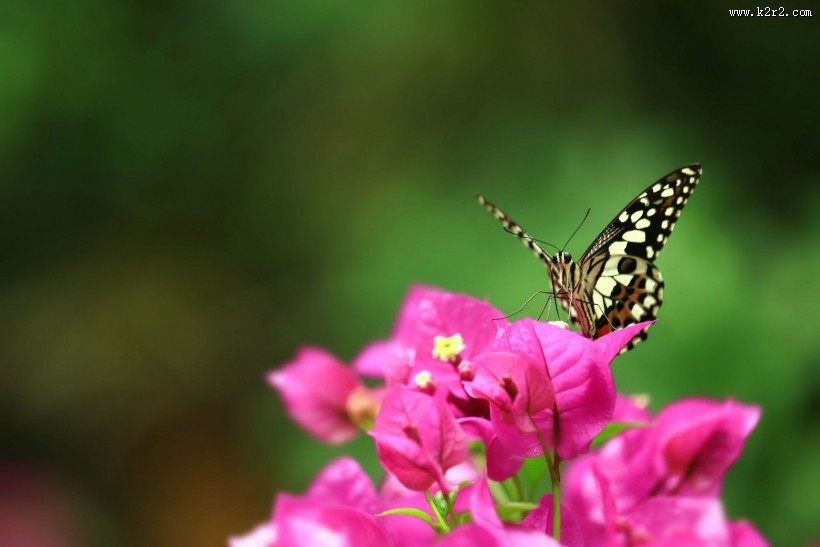 恋花的蝴蝶图片大全