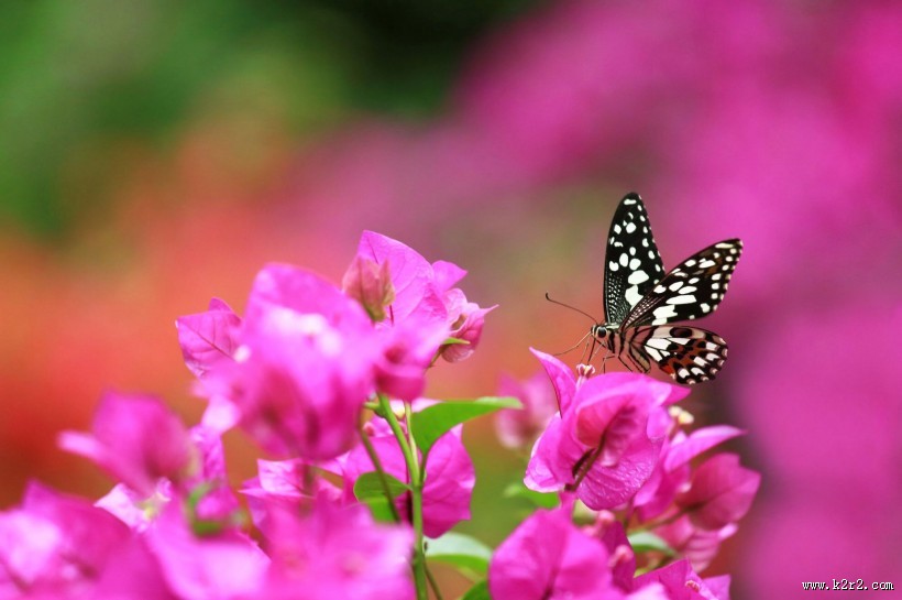 恋花的蝴蝶图片大全